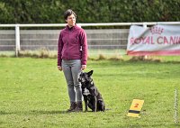 004- SCOFFIELD - 12032017-OBEISSANCE CHANTILLY C1 -RAL 8470 : 2017, CC DE CHANTILLY, CLASSE 2, CONCOURS OBEISSANCE, Dimanche 12 Mars 2017, SCOFFIELD