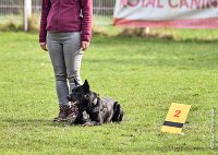 005- SCOFFIELD - 12032017-OBEISSANCE CHANTILLY C1 -RAL 8477 : 2017, CC DE CHANTILLY, CLASSE 2, CONCOURS OBEISSANCE, Dimanche 12 Mars 2017, SCOFFIELD