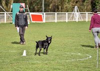 029- SCOFFIELD - 12032017-OBEISSANCE CHANTILLY C1 -RAL 8646 : 2017, CC DE CHANTILLY, CLASSE 2, CONCOURS OBEISSANCE, Dimanche 12 Mars 2017, SCOFFIELD