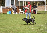 030- SCOFFIELD - 12032017-OBEISSANCE CHANTILLY C1 -RAL 8647 : 2017, CC DE CHANTILLY, CLASSE 2, CONCOURS OBEISSANCE, Dimanche 12 Mars 2017, SCOFFIELD