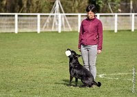 034- SCOFFIELD - 12032017-OBEISSANCE CHANTILLY C1 -RAL 8652 : 2017, CC DE CHANTILLY, CLASSE 2, CONCOURS OBEISSANCE, Dimanche 12 Mars 2017, SCOFFIELD