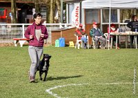 053- SCOFFIELD - 12032017-OBEISSANCE CHANTILLY C1 -RAL 8673 : 2017, CC DE CHANTILLY, CLASSE 2, CONCOURS OBEISSANCE, Dimanche 12 Mars 2017, SCOFFIELD