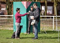 058- SCOFFIELD - 12032017-OBEISSANCE CHANTILLY C1 -RAL 8679 : 2017, CC DE CHANTILLY, CLASSE 2, CONCOURS OBEISSANCE, Dimanche 12 Mars 2017, SCOFFIELD