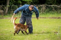 0033 RING ECOUEN - GOSS-BO -4241 : 2016, ECOUEN, GOSS-BO, RING, RING 2