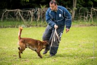 0035 RING ECOUEN - GOSS-BO -4243 : 2016, ECOUEN, GOSS-BO, RING, RING 2