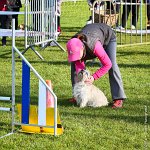 001-AGILITY CHANTILLY - INNAEE -AGI 9316 : 15X15, 2017, AGILITY CHANTILLY 2017, CAIRN TERRIER, Catégorie A, D11, DIMANCHE 30 AVRIL 2017, EPREUVE OUVERTE, INNAEE