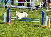 002-AGILITY CHANTILLY - INNAEE -AGI 9317 : 2017, AGILITY CHANTILLY 2017, CAIRN TERRIER, Catégorie A, D11, DIMANCHE 30 AVRIL 2017, EPREUVE OUVERTE, INNAEE