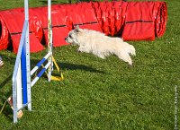 004-AGILITY CHANTILLY - INNAEE -AGI 9319 : 2017, AGILITY CHANTILLY 2017, CAIRN TERRIER, Catégorie A, D11, DIMANCHE 30 AVRIL 2017, EPREUVE OUVERTE, INNAEE