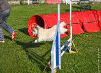 005-AGILITY CHANTILLY - INNAEE -AGI 9320 : 2017, AGILITY CHANTILLY 2017, CAIRN TERRIER, Catégorie A, D11, DIMANCHE 30 AVRIL 2017, EPREUVE OUVERTE, INNAEE