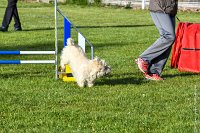 008-AGILITY CHANTILLY - INNAEE -AGI 9323 : 2017, AGILITY CHANTILLY 2017, CAIRN TERRIER, Catégorie A, D11, DIMANCHE 30 AVRIL 2017, EPREUVE OUVERTE, INNAEE