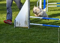 009-AGILITY CHANTILLY - INNAEE -AGI 9324-Modifier : 2017, AGILITY CHANTILLY 2017, CAIRN TERRIER, Catégorie A, D11, DIMANCHE 30 AVRIL 2017, EPREUVE OUVERTE, INNAEE