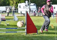 011-AGILITY CHANTILLY - INNAEE -AGI 9326 : 2017, AGILITY CHANTILLY 2017, CAIRN TERRIER, Catégorie A, D11, DIMANCHE 30 AVRIL 2017, EPREUVE OUVERTE, INNAEE