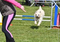 013-AGILITY CHANTILLY - INNAEE -AGI 0487 : 2017, AGILITY 2, AGILITY CHANTILLY 2017, CAIRN TERRIER, D11, DIMANCHE 30 AVRIL 2017, INNAEE