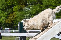 015-AGILITY CHANTILLY - INNAEE -AGI 0489 : 2017, AGILITY 2, AGILITY CHANTILLY 2017, CAIRN TERRIER, D11, DIMANCHE 30 AVRIL 2017, INNAEE