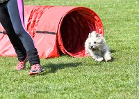 017-AGILITY CHANTILLY - INNAEE -AGI 0491 : 2017, AGILITY 2, AGILITY CHANTILLY 2017, CAIRN TERRIER, D11, DIMANCHE 30 AVRIL 2017, INNAEE