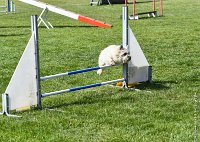 018-AGILITY CHANTILLY - INNAEE -AGI 0492 : 2017, AGILITY 2, AGILITY CHANTILLY 2017, CAIRN TERRIER, D11, DIMANCHE 30 AVRIL 2017, INNAEE