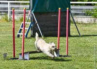 020-AGILITY CHANTILLY - INNAEE -AGI 0494-Modifier : 2017, AGILITY 2, AGILITY CHANTILLY 2017, CAIRN TERRIER, D11, DIMANCHE 30 AVRIL 2017, INNAEE