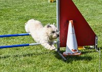 023-AGILITY CHANTILLY - INNAEE -AGI 0497 : 2017, AGILITY 2, AGILITY CHANTILLY 2017, CAIRN TERRIER, D11, DIMANCHE 30 AVRIL 2017, INNAEE