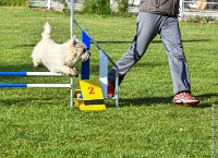 024-AGILITY CHANTILLY - INNAEE -AGI 9322-Modifier : 2017, AGILITY CHANTILLY 2017, CAIRN TERRIER, CAT.A, D11, DIMANCHE 30 AVRIL 2017, EPREUVE OUVERTE, INNAEE