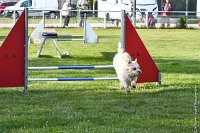 026-AGILITY CHANTILLY - INNAEE -AGI 9327-Modifier : 2017, AGILITY CHANTILLY 2017, CAIRN TERRIER, CAT.A, D11, DIMANCHE 30 AVRIL 2017, EPREUVE OUVERTE, INNAEE