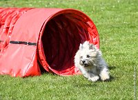 027-AGILITY CHANTILLY - INNAEE -AGI 0491-Modifier : 2017, AGILITY 2, AGILITY CHANTILLY 2017, CAIRN TERRIER, CAT.A, D11, DIMANCHE 30 AVRIL 2017, INNAEE