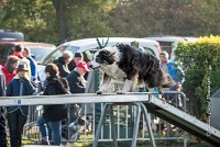 001 AGILITY ARGENTEUIL - CHELSEA -5802 : 2016, 23 Octobre 2016, AGILITY ARGENTEUIL, BERGER AUSTRALIEN, CYRIELLE DITE CHELSEA, Catégorie C, D018, Dossard 18