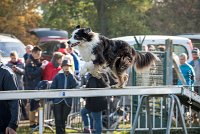 002 AGILITY ARGENTEUIL - CHELSEA -5803 : 2016, 23 Octobre 2016, AGILITY ARGENTEUIL, BERGER AUSTRALIEN, CYRIELLE DITE CHELSEA, Catégorie C, D018, Dossard 18