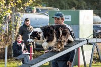 003 AGILITY ARGENTEUIL - CHELSEA -5804 : 2016, 23 Octobre 2016, AGILITY ARGENTEUIL, BERGER AUSTRALIEN, CYRIELLE DITE CHELSEA, Catégorie C, D018, Dossard 18