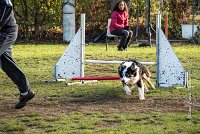 004 AGILITY ARGENTEUIL - CHELSEA -5805 : 2016, 23 Octobre 2016, AGILITY ARGENTEUIL, BERGER AUSTRALIEN, CYRIELLE DITE CHELSEA, Catégorie C, D018, Dossard 18