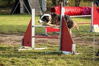 005 AGILITY ARGENTEUIL - CHELSEA -5806 : 2016, 23 Octobre 2016, AGILITY ARGENTEUIL, BERGER AUSTRALIEN, CYRIELLE DITE CHELSEA, Catégorie C, D018, Dossard 18