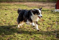 008 AGILITY ARGENTEUIL - CHELSEA -5808 : 2016, 23 Octobre 2016, AGILITY ARGENTEUIL, BERGER AUSTRALIEN, CYRIELLE DITE CHELSEA, Catégorie C, D018, Dossard 18