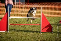 010 AGILITY ARGENTEUIL - CHELSEA -5812 : 2016, 23 Octobre 2016, AGILITY ARGENTEUIL, BERGER AUSTRALIEN, CYRIELLE DITE CHELSEA, Catégorie C, D018, Dossard 18