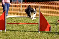 011 AGILITY ARGENTEUIL - CHELSEA -5813 : 2016, 23 Octobre 2016, AGILITY ARGENTEUIL, BERGER AUSTRALIEN, CYRIELLE DITE CHELSEA, Catégorie C, D018, DUFORESTEL Pascal, Dossard 18, GPF, robe noir