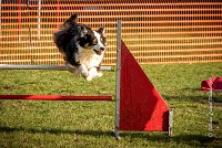 012 AGILITY ARGENTEUIL - CHELSEA -5813 : 2016, 23 Octobre 2016, AGILITY ARGENTEUIL, BERGER AUSTRALIEN, CYRIELLE DITE CHELSEA, Catégorie C, D018, Dossard 18