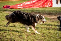 013 AGILITY ARGENTEUIL - CHELSEA - : 2016, 23 Octobre 2016, AGILITY ARGENTEUIL, BERGER AUSTRALIEN, CYRIELLE DITE CHELSEA, Catégorie C, D018, Dossard 18