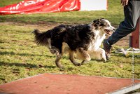 014 AGILITY ARGENTEUIL - CHELSEA -5815 : 2016, 23 Octobre 2016, AGILITY ARGENTEUIL, BERGER AUSTRALIEN, CYRIELLE DITE CHELSEA, Catégorie C, D018, Dossard 18