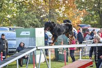 002 AGILITY ARGENTEUIL - DJ DARWIN -5985 : 2016, 23 Octobre 2016, AGILITY ARGENTEUIL, BERGER DE BEAUCE, Catégorie C, D131, DJ DARWIN, Dossard 131, GPF