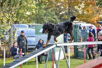 003 AGILITY ARGENTEUIL - DJ DARWIN -5986 : 2016, 23 Octobre 2016, AGILITY ARGENTEUIL, BERGER DE BEAUCE, Catégorie C, D131, DJ DARWIN, Dossard 131, GPF