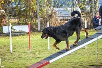 004 AGILITY ARGENTEUIL - DJ DARWIN -5987 : 2016, 23 Octobre 2016, AGILITY ARGENTEUIL, BERGER DE BEAUCE, Catégorie C, D131, DJ DARWIN, Dossard 131, GPF