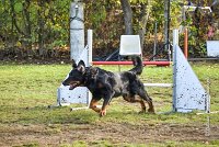 005 AGILITY ARGENTEUIL - DJ DARWIN -5988 : 2016, 23 Octobre 2016, AGILITY ARGENTEUIL, BERGER DE BEAUCE, Catégorie C, D131, DJ DARWIN, Dossard 131, GPF