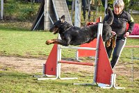 006 AGILITY ARGENTEUIL - DJ DARWIN -5989 : 2016, 23 Octobre 2016, AGILITY ARGENTEUIL, BERGER DE BEAUCE, Catégorie C, D131, DJ DARWIN, Dossard 131, GPF