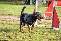 007 AGILITY ARGENTEUIL - DJ DARWIN -5990 : 2016, 23 Octobre 2016, AGILITY ARGENTEUIL, BERGER DE BEAUCE, Catégorie C, D131, DJ DARWIN, Dossard 131, GPF