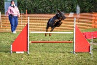 009 AGILITY ARGENTEUIL - DJ DARWIN -5992 : 2016, 23 Octobre 2016, AGILITY ARGENTEUIL, BERGER DE BEAUCE, Catégorie C, D131, DJ DARWIN, Dossard 131, GPF