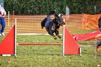 010 AGILITY ARGENTEUIL - DJ DARWIN -5993 : 2016, 23 Octobre 2016, AGILITY ARGENTEUIL, BERGER DE BEAUCE, Catégorie C, D131, DJ DARWIN, Dossard 131, GPF