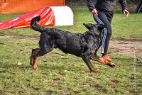 011 AGILITY ARGENTEUIL - DJ DARWIN -5994 : 2016, 23 Octobre 2016, AGILITY ARGENTEUIL, BERGER DE BEAUCE, Catégorie C, D131, DJ DARWIN, Dossard 131, GPF