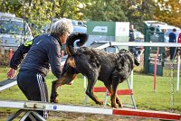 012 AGILITY ARGENTEUIL - DJ DARWIN -5995 : 2016, 23 Octobre 2016, AGILITY ARGENTEUIL, BERGER DE BEAUCE, Catégorie C, D131, DJ DARWIN, Dossard 131, GPF