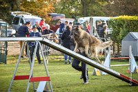 001 AGILITY ARGENTEUIL - DUC -5927 : 2016, 23 Octobre 2016, AGILITY ARGENTEUIL, CHIEN DE BERGER BELGE, Catégorie C, D052, DUC, Dossard 52, GPF