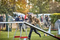 002 AGILITY ARGENTEUIL - DUC -5928 : 2016, 23 Octobre 2016, AGILITY ARGENTEUIL, CHIEN DE BERGER BELGE, Catégorie C, D052, DUC, Dossard 52, GPF