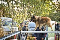 003 AGILITY ARGENTEUIL - DUC -5929 : 2016, 23 Octobre 2016, AGILITY ARGENTEUIL, CHIEN DE BERGER BELGE, Catégorie C, D052, DUC, Dossard 52, GPF