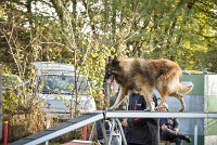 004 AGILITY ARGENTEUIL - DUC -5930 : 2016, 23 Octobre 2016, AGILITY ARGENTEUIL, CHIEN DE BERGER BELGE, Catégorie C, D052, DUC, Dossard 52, GPF